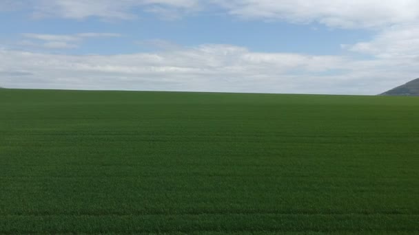 Estudio aéreo del campo con brotes verdes. Campo de trigo de invierno de fotografía aérea. Agricultura. Cultivos de granos. Campos verdes ilimitados . — Vídeos de Stock