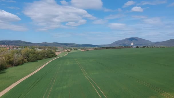 Aerial survey of the field with green shoots. Field of winter wheat from aerial photography. Agriculture. Grain crops. Boundless green fields. — Stock Video