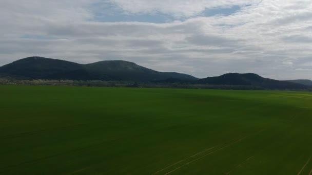 緑の芽を持つフィールドの空中調査。航空写真から冬小麦のフィールド。農業。穀物だ。無限の緑のフィールド. — ストック動画