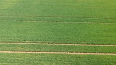 Yeşil filizlerle tarlanın havadan incelemesi. Hava fotoğrafçılığından kalma buğday tarlası. Tarım. Tahıl ekinleri. Sınırsız yeşil alanlar.