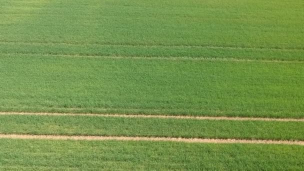 用绿芽对田野进行空中勘察.来自航空摄影的冬小麦田.农业。粮食作物。无边绿地. — 图库视频影像