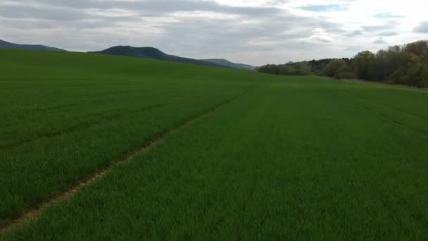 Yeşil filizlerle tarlanın havadan incelemesi. Hava fotoğrafçılığından kalma buğday tarlası. Tarım. Tahıl ekinleri. Sınırsız yeşil alanlar. — Stok video