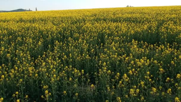 Aerial-Flying Drone strzał pięknie żółte rzepaku kwiatów w polu — Wideo stockowe
