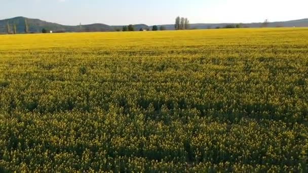 Havadan - Alanında güzel sarı yağlı tohum tecavüz çiçek Uçan drone atış — Stok video
