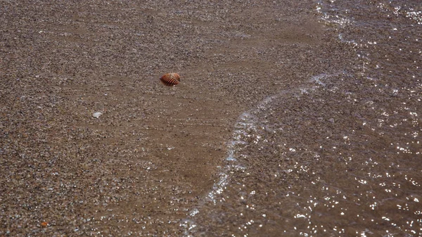 Seashell in the sand on the beach, Sea waves lapped the sandy beach. — Stock Photo, Image