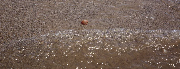 Seashell in the sand on the beach, Sea waves lapped the sandy beach. — Stock Photo, Image