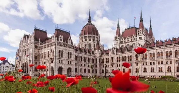 Poppy flowers with View of the Hungarian Parliament in Budapest — Stock Photo, Image