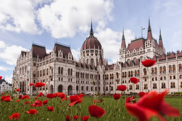 Poppy flowers with View of the Hungarian Parliament in Budapest — Stock Photo, Image