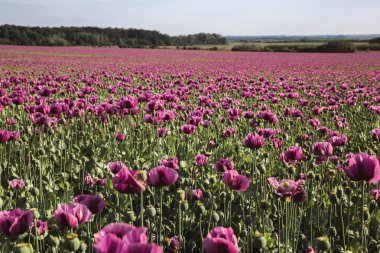 Erken Yaz aylarında güneş ışığında leylak Haşhaş Çiçekler Alanı