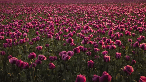 Feld von Fliedermohn-Blüten bei Sonnenuntergang im Frühsommer — Stockfoto