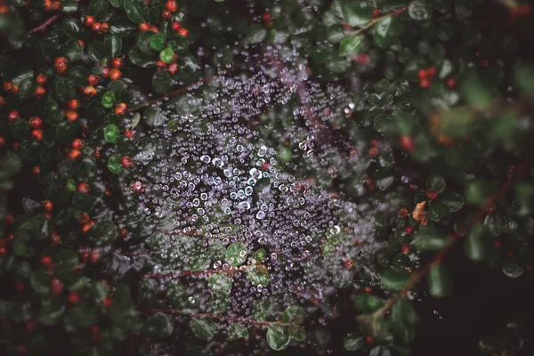 Естественный фон с паутиной в капельках воды после дождя и зелеными листьями с красными ягодами — стоковое фото