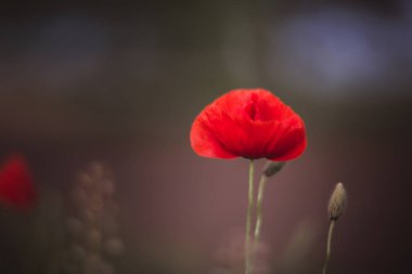 Doğal bir alanda güzel, kırmızı, çiçek açan haşhaş yakın. Vintage Helios lens 40 2 ile çekim