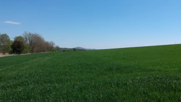 Luftaufnahme des Feldes mit grünen Trieben. Winterweizenfeld aus der Luftaufnahme. Grenzenlose grüne Wiesen. Ungarn, Europa — Stockvideo