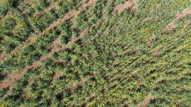 Alanında güzel sarı yağlı tohum tecavüz çiçek havadan drone atış