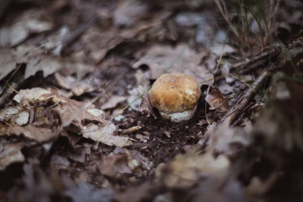 Steinpilz Essbarer Pilz im Herbstwald — Stockfoto
