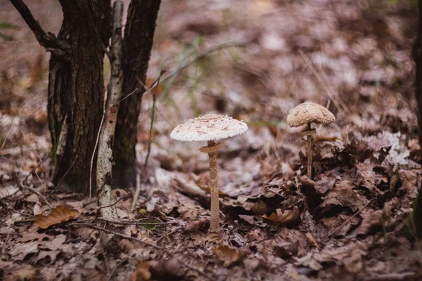 Brauner Pilz im Herbst aus nächster Nähe im Wald — Stockfoto