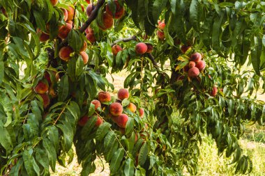Büyük bahçede ağaç ta tatlı organik şeftali. Afiş. Yaz. Sonbahar