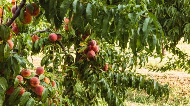 Büyük bahçede ağaç ta tatlı organik şeftali. Afiş. Yaz. Sonbahar