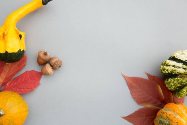 Sonbahar kompozisyonu. Kabaklar, pastel gri arka plan üzerinde bırakır. Sonbahar, sonbahar, cadılar bayramı konsepti. Düz döşeme, üst görünüm, kopyalama alanı