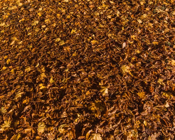 Feuilles d'automne colorées posées sur le sol. Vue d'en haut . — Photo