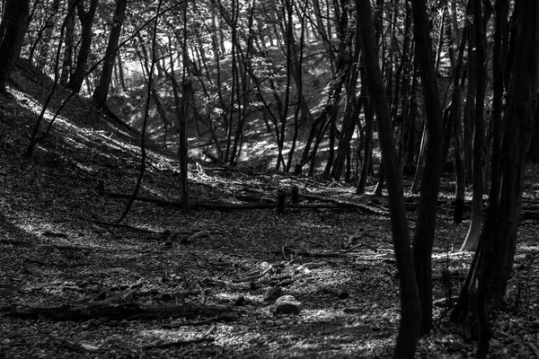 Foto in bianco e nero raggi di sole si riversano attraverso gli alberi nella foresta — Foto Stock