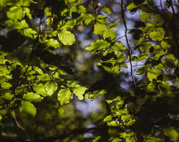 Зеленые листья и яркое солнце с эффектом боке на заднем плане — стоковое фото