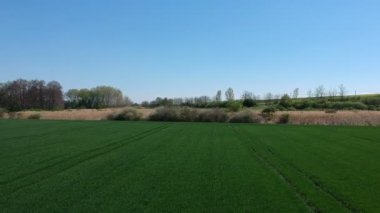 Drone'un havadan çekilmiş havası yeşil mısır tarlasında uçuyordu. Tarım gıda üretimi, yukarıdan ekim