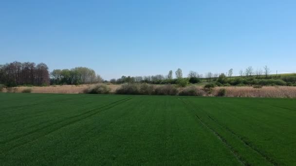 Drone aerial shot flying over green corn field. Agriculture food production, plantation from up above — Stock Video