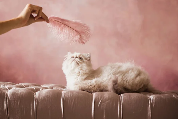 Silver Persian kitten 5 months old plays with a pink feather on a pink cream chair on a pink background — Stock Photo, Image