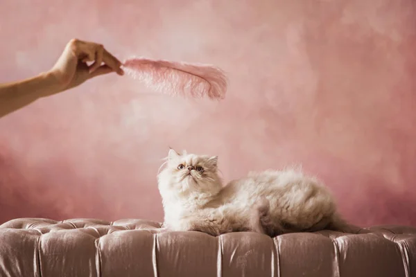 Silver Persian kitten 5 months old plays with a pink feather on a pink cream chair on a pink background — Stock Photo, Image