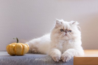 Beyaz arka planda gri bir sandalyede balkabağı olan 5 aylık Gümüş İran kedisi.