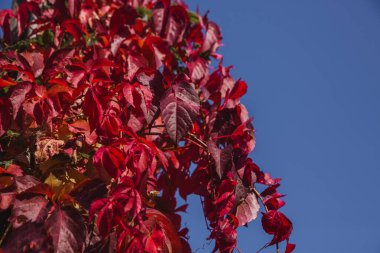 Sonbahar kırmızı yaprakları ve dar bir alan derinliği