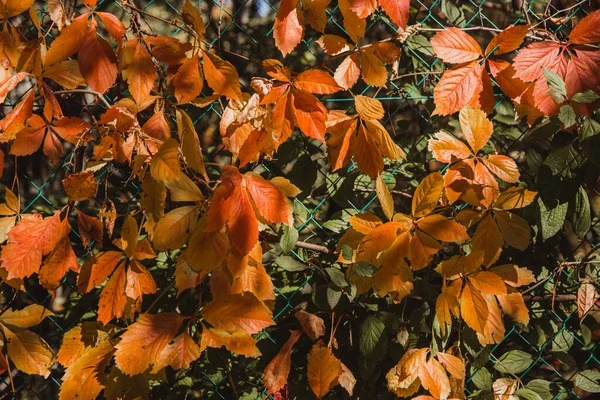 Autumn red and orange leaves with narrow depth of field — Stock Photo, Image