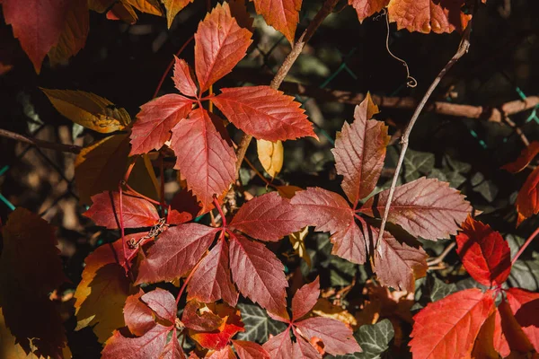 Осенние красные листья с узкой глубиной резкости — стоковое фото