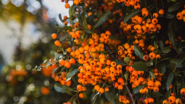 Pyracantha, bayas rojas y naranjas decorativas hermosas brillantes en arbustos — Foto de Stock