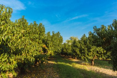Büyük bahçedeki ağaçta tatlı organik nektarinler