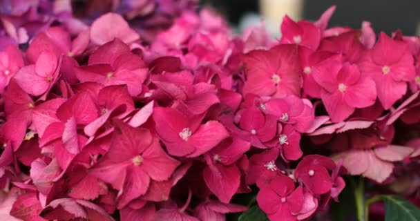 Κοντινό Πλάνο Της Mottion Του Ροζ Ανθισμένο Λουλούδι Ορτανσία Hortensia — Αρχείο Βίντεο
