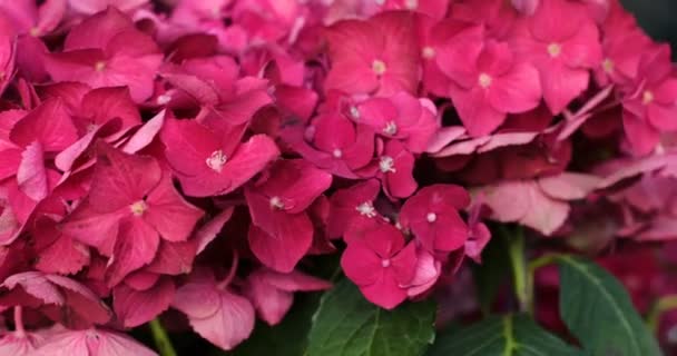 Hareket ortanca veya HORTENSIA pembe çiçek açan çiçek. — Stok video