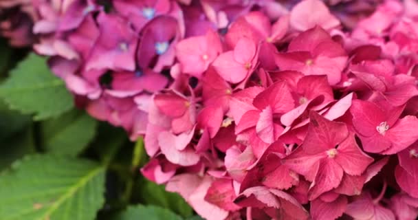 Motie van roze bloeiende bloem van hydrangea of hortensia. — Stockvideo