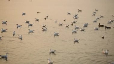 Gün batımında su yüzeyinde martılar.