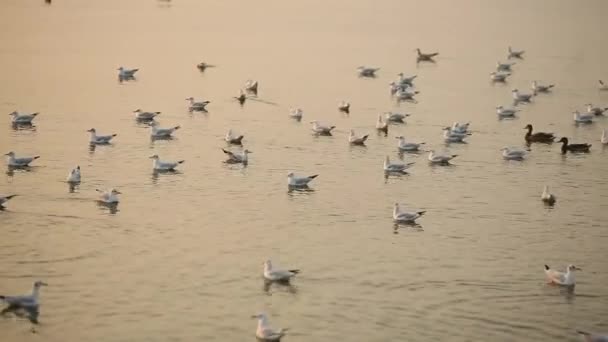 Чайки на поверхности воды на закате . — стоковое видео