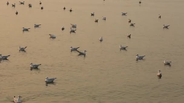 Seagulls on the water surface at sunset. — Stock Video