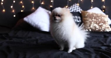Pomeranian Pomeranian hediyeler, güzel iç ile Noel ağacı köpek
