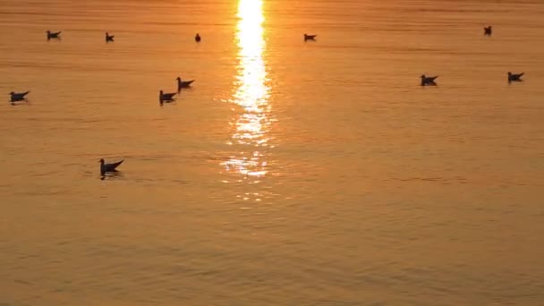Чайки на поверхні води на заході сонця . — стокове відео