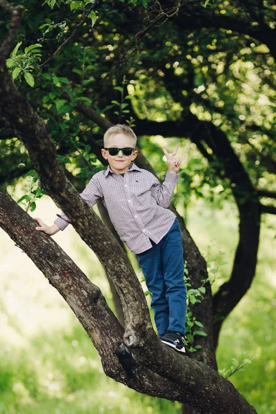 夏天公园里的小男孩在树冠上摆姿势. — 图库照片