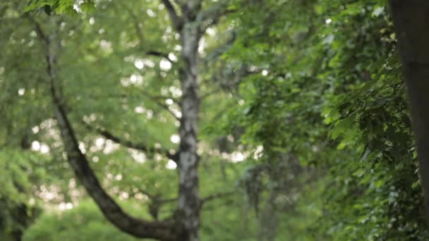 Green forest in vrede op de zomerdag. — Stockvideo