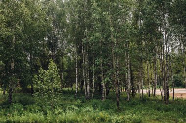 Sessiz yeşil orman. Bulutlu bir günde ağaçlarla çevrili yaz yeşilpark çim manzara. Kimse.