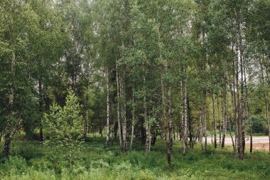 Sessiz yeşil orman. Bulutlu bir günde ağaçlarla çevrili yaz yeşilpark çim manzara. Kimse.