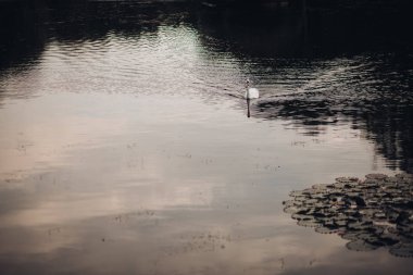 Gölde yüzen bir kuğu. Gün ışığında gölde yüzen yalnız bir kuğu. nilüferler ile çevrili.
