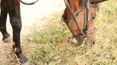 Güzel kahverengi at sonbahar çayıryürüyüş ve çevresinde çim yeme.